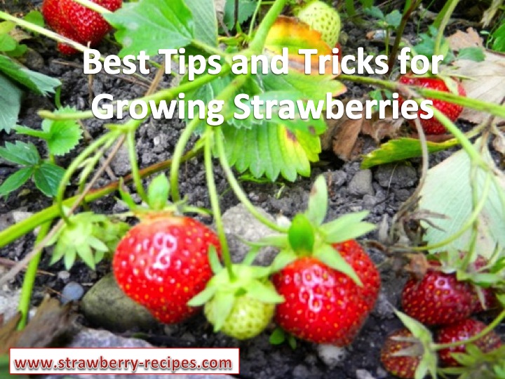 Best Tips and Tricks for Growing strawberries iin your own garden.